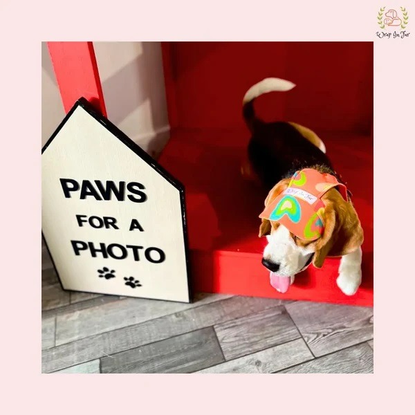 Cool Dog Caps Collection