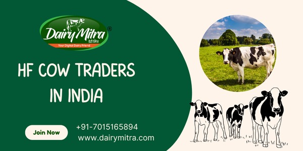 HF Cow Traders in India