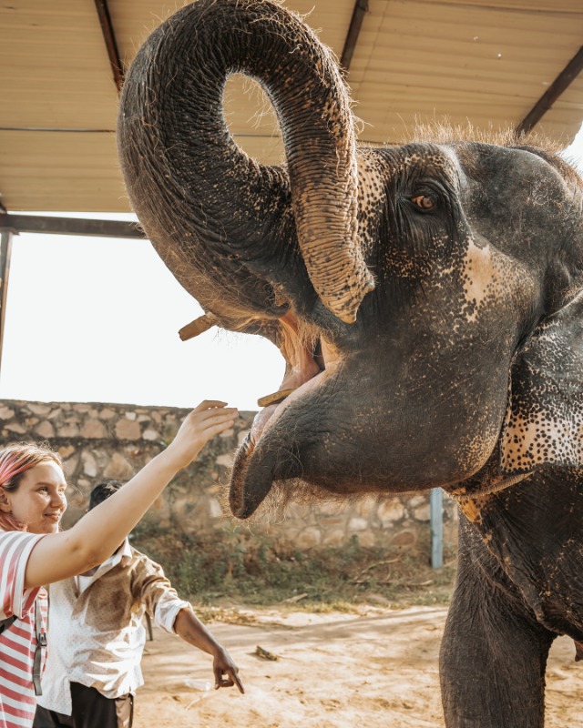 Visit the Best Elephant Sanctuary in Jaipur â€“ Elefriendride - Jaipur